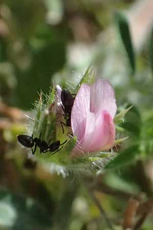 Onobrychis crista-galli \ Hahnenkamm-Esparsette / Cock's-Comb Sainfoin, Zypern/Cyprus Kourion 29.3.2025