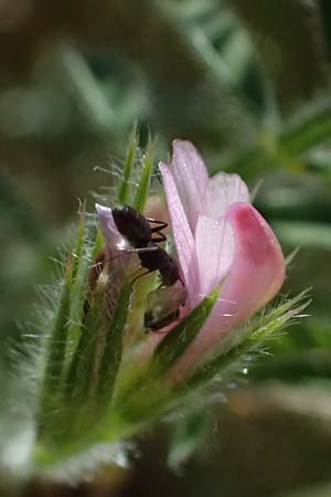 Onobrychis crista-galli \ Hahnenkamm-Esparsette / Cock's-Comb Sainfoin, Zypern/Cyprus Kourion 29.3.2025