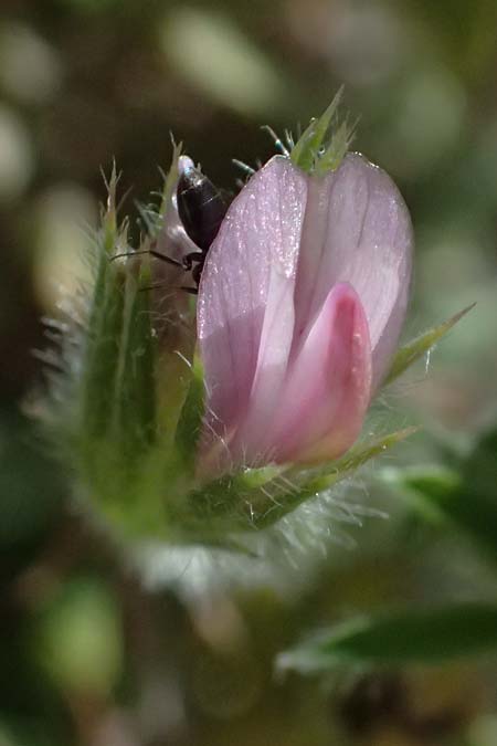 Onobrychis crista-galli \ Hahnenkamm-Esparsette / Cock's-Comb Sainfoin, Zypern/Cyprus Kourion 29.3.2025