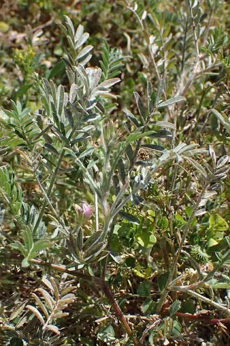 Onobrychis crista-galli \ Hahnenkamm-Esparsette / Cock's-Comb Sainfoin, Zypern/Cyprus Kourion 29.3.2025
