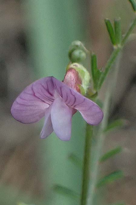 Vicia peregrina \ Fremde Wicke, Zypern Pegeia 30.3.2025