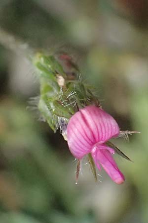 Onobrychis crista-galli \ Hahnenkamm-Esparsette / Cock's-Comb Sainfoin, Zypern/Cyprus Prov. Paphos, Episkopi 31.3.2025