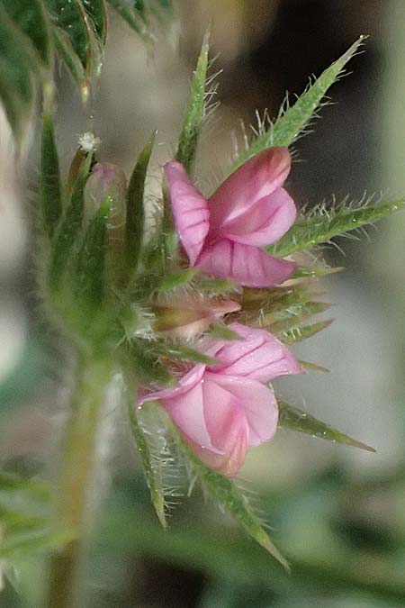 Onobrychis crista-galli \ Hahnenkamm-Esparsette / Cock's-Comb Sainfoin, Zypern/Cyprus Prov. Paphos, Episkopi 31.3.2025