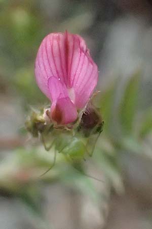 Onobrychis crista-galli \ Hahnenkamm-Esparsette / Cock's-Comb Sainfoin, Zypern/Cyprus Prov. Paphos, Episkopi 31.3.2025