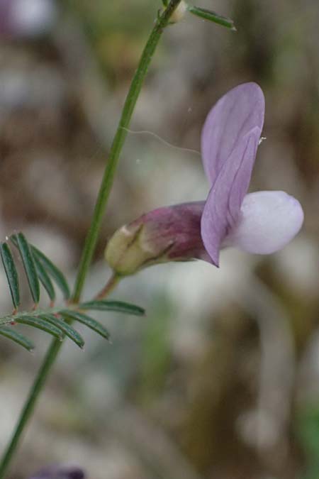 Vicia peregrina \ Fremde Wicke, Zypern Prov. Paphos, Episkopi 31.3.2025