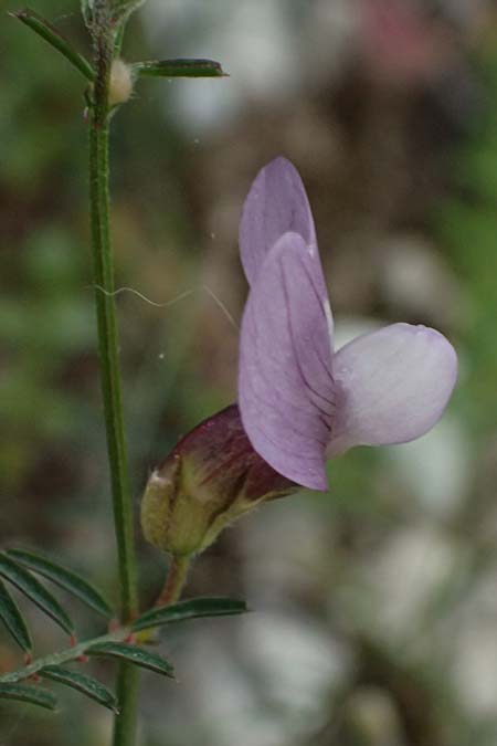 Vicia peregrina \ Fremde Wicke, Zypern Prov. Paphos, Episkopi 31.3.2025