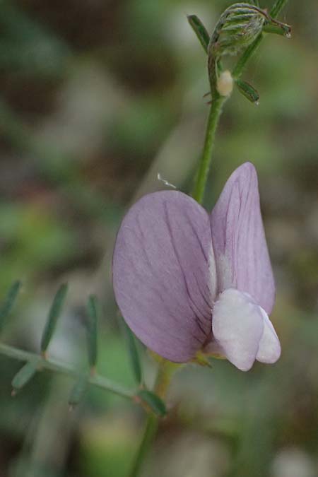 Vicia peregrina \ Fremde Wicke, Zypern Prov. Paphos, Episkopi 31.3.2025