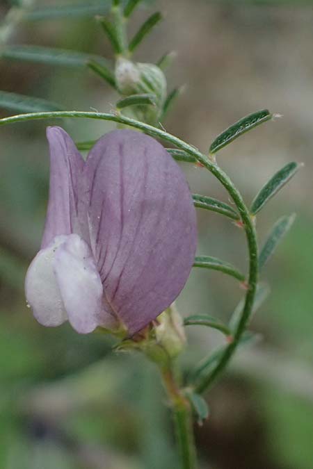 Vicia peregrina \ Fremde Wicke, Zypern Prov. Paphos, Episkopi 31.3.2025