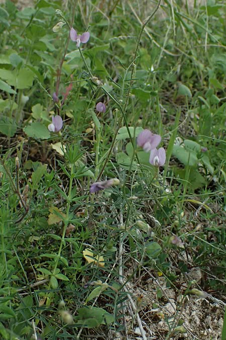 Vicia peregrina \ Fremde Wicke, Zypern Prov. Paphos, Episkopi 31.3.2025