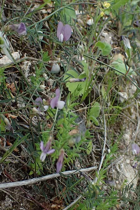 Vicia peregrina \ Fremde Wicke, Zypern Prov. Paphos, Episkopi 31.3.2025