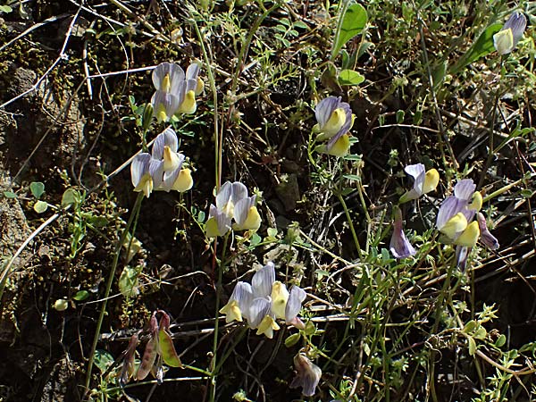 Vicia lunata \ Halbmondfrmige Wicke, Zypern Nikitari 24.3.2025