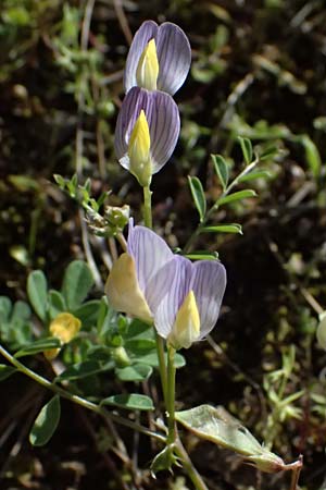 Vicia lunata \ Halbmondfrmige Wicke / Lunate Vetch, Zypern/Cyprus Nikitari 24.3.2025