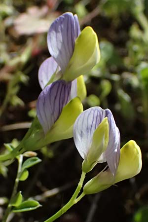 Vicia lunata \ Halbmondfrmige Wicke / Lunate Vetch, Zypern/Cyprus Nikitari 24.3.2025