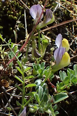 Vicia lunata \ Halbmondfrmige Wicke / Lunate Vetch, Zypern/Cyprus Nikitari 24.3.2025