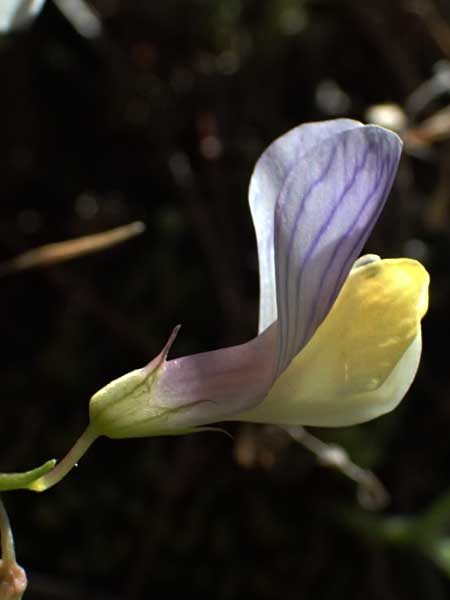 Vicia lunata \ Halbmondfrmige Wicke / Lunate Vetch, Zypern/Cyprus Nikitari 24.3.2025