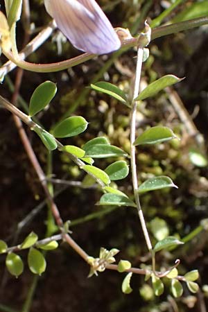 Vicia lunata \ Halbmondfrmige Wicke / Lunate Vetch, Zypern/Cyprus Nikitari 24.3.2025