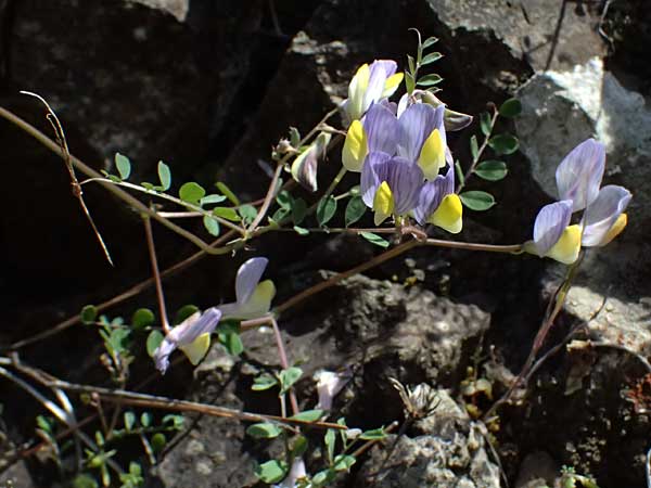 Vicia lunata \ Halbmondfrmige Wicke / Lunate Vetch, Zypern/Cyprus Nikitari 24.3.2025