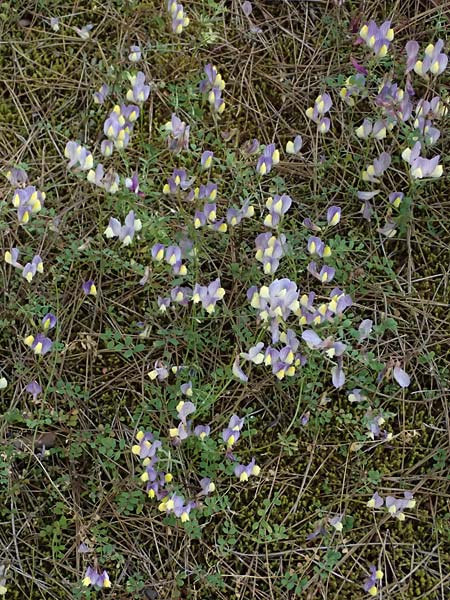 Vicia lunata \ Halbmondfrmige Wicke / Lunate Vetch, Zypern/Cyprus Lagoudera 26.3.2025
