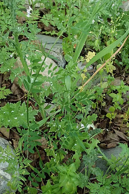 Vicia pubescens \ Flaumige Wicke / Downy Vetch, Zypern/Cyprus Prov. Paphos, Episkopi 31.3.2025