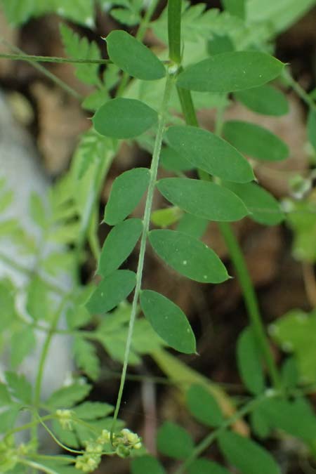 Vicia pubescens \ Flaumige Wicke / Downy Vetch, Zypern/Cyprus Prov. Paphos, Episkopi 31.3.2025