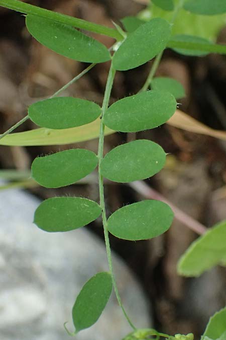 Vicia pubescens \ Flaumige Wicke / Downy Vetch, Zypern/Cyprus Prov. Paphos, Episkopi 31.3.2025