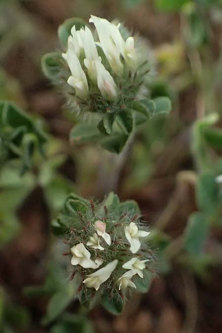 Trifolium argutum ? \ Scharfzhniger Klee, Zypern Pegeia 30.3.2025