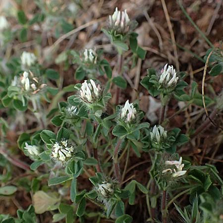 Trifolium argutum ? \ Scharfzhniger Klee, Zypern Pegeia 30.3.2025