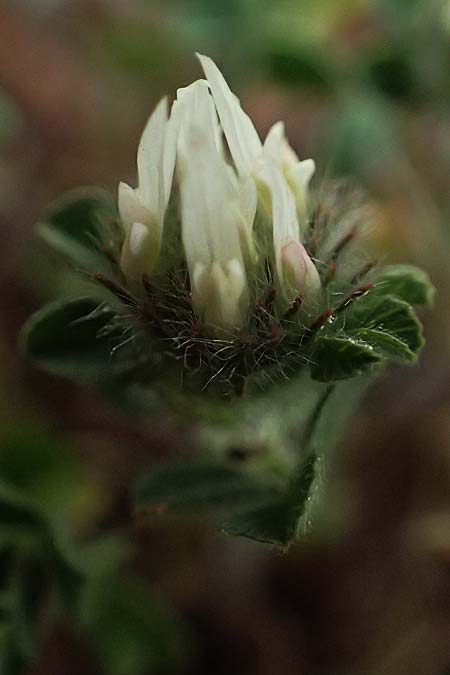 Trifolium argutum ? \ Scharfzhniger Klee, Zypern Pegeia 30.3.2025