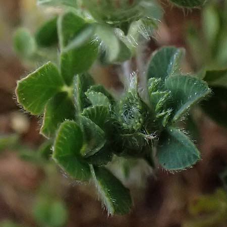 Trifolium argutum ? \ Scharfzhniger Klee, Zypern Pegeia 30.3.2025