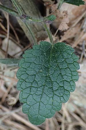 Scutellaria cypria, Cyprus Moss