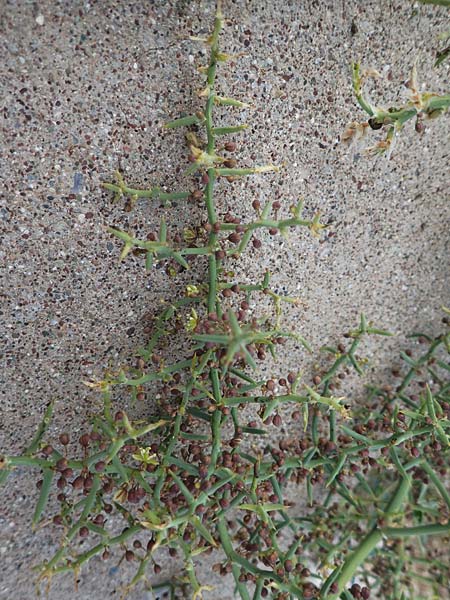 Unknown_plant spec7 ? \ Unbekannte Pflanze / Unknown Plant, Zypern/Cyprus Asprokremmos Dam 1.4.2025
