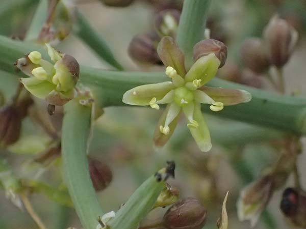 Unknown_plant spec7 ? \ Unbekannte Pflanze / Unknown Plant, Zypern/Cyprus Asprokremmos Dam 1.4.2025