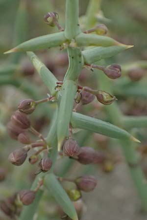 Unknown_plant spec7 ? \ Unbekannte Pflanze / Unknown Plant, Zypern/Cyprus Asprokremmos Dam 1.4.2025