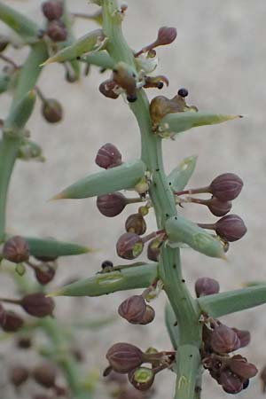 Unknown_plant spec7 ? \ Unbekannte Pflanze / Unknown Plant, Zypern/Cyprus Asprokremmos Dam 1.4.2025