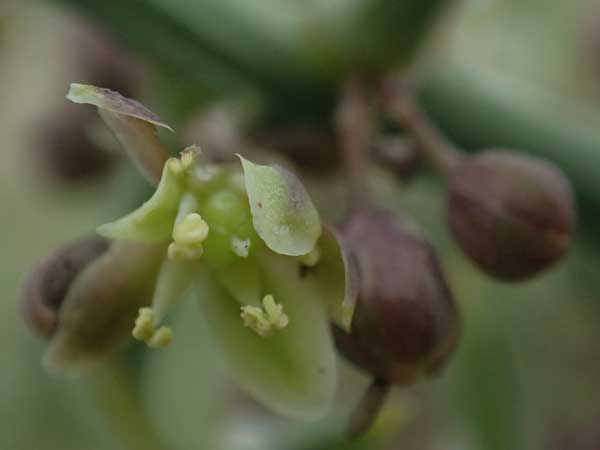 Unknown_plant spec7 ? \ Unbekannte Pflanze / Unknown Plant, Zypern/Cyprus Asprokremmos Dam 1.4.2025