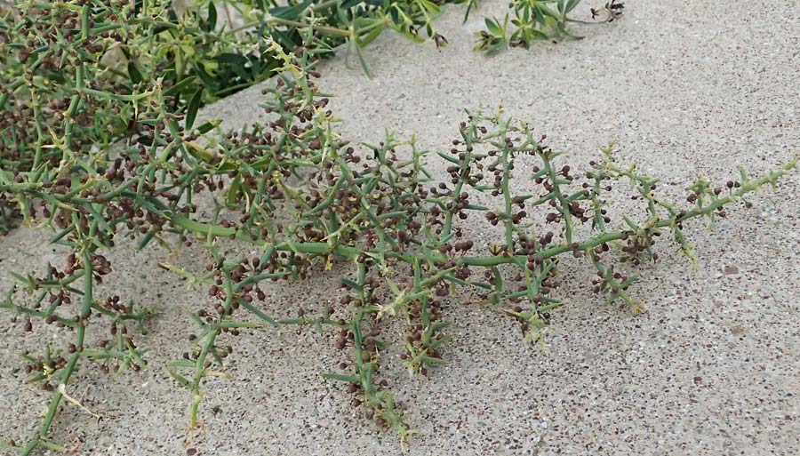 Unknown_plant spec7 ? \ Unbekannte Pflanze / Unknown Plant, Zypern/Cyprus Asprokremmos Dam 1.4.2025