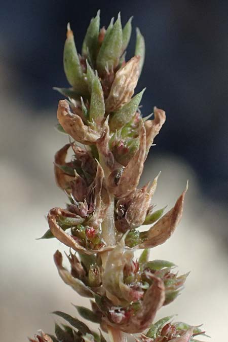 Galium murale \ Mauer-Labkraut / Yellow Wall Bedstraw, Zypern/Cyprus Kato Paphos 22.3.2025