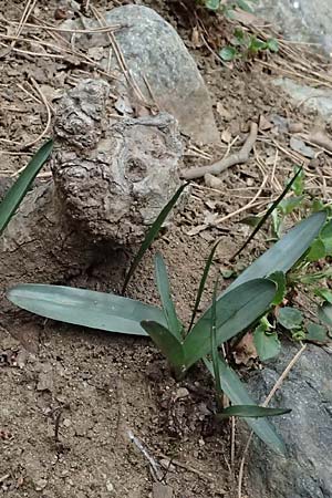 Colchicum troodi \ Troodos-Zeitlose / Troodos Autumn Crocus, Zypern/Cyprus Platres 28.3.2025