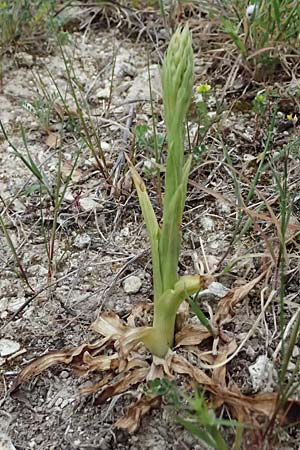 Anacamptis coriophora subsp. fragrans \ Wohlriechendes Knabenkraut / Fragrant Orchid, Zypern/Cyprus,  Kato Archimandrita 1.4.2025 