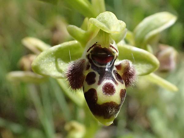 Ophrys astarte \ Kleine Nabel-Ragwurz / Venus Bee Orchid, Zypern/Cyprus,  Kouklia 30.3.2025 