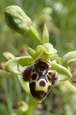 Ophrys astarte \ Kleine Nabel-Ragwurz / Venus Bee Orchid, Zypern/Cyprus,  Kouklia 30.3.2025 