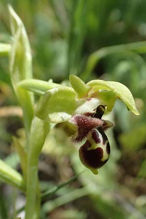Ophrys astarte \ Kleine Nabel-Ragwurz / Venus Bee Orchid, Zypern/Cyprus,  Kouklia 30.3.2025 