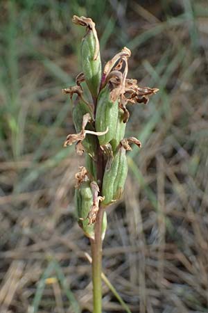 Anacamptis morio subsp. syriaca \ Syrisches Knabenkraut / Syrian Orchid (Samenstand / seed stem), Zypern/Cyprus,  Kouklia 30.3.2025 