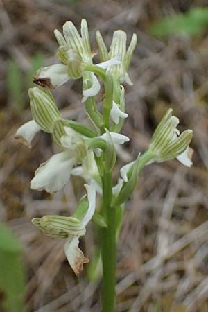 Anacamptis morio subsp. syriaca \ Syrisches Knabenkraut / Syrian Orchid (Farbvariante / Color-Variant), Zypern/Cyprus,  Kato Archimandrita 1.4.2025 