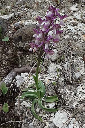 Anacamptis morio subsp. syriaca \ Syrisches Knabenkraut / Syrian Orchid, Zypern/Cyprus,  Kato Archimandrita 1.4.2025 