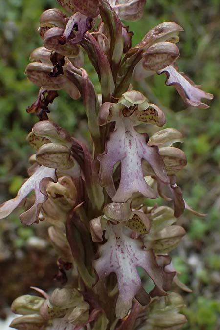 Barlia robertiana / Giant Orchid, Cyprus,  Pano Lefkara 25.3.2025 