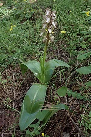 Barlia robertiana \ Roberts Mastorchis / Giant Orchid, Zypern/Cyprus,  Nikitari 24.3.2025 