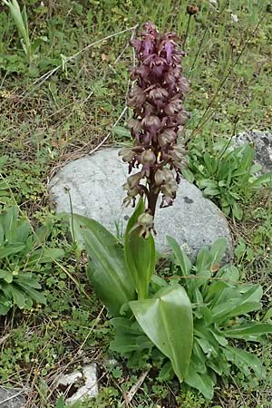 Barlia robertiana \ Roberts Mastorchis / Giant Orchid, Zypern/Cyprus,  Kato Archimandrita 1.4.2025 