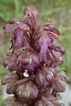 Barlia robertiana \ Roberts Mastorchis / Giant Orchid, Zypern/Cyprus,  Kato Archimandrita 1.4.2025 