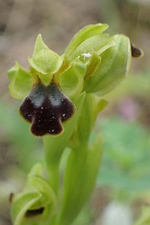 Ophrys cinereophila / Small-Flowered Dull Bee Orchid, Cyprus,  Kato Archimandrita 1.4.2025 